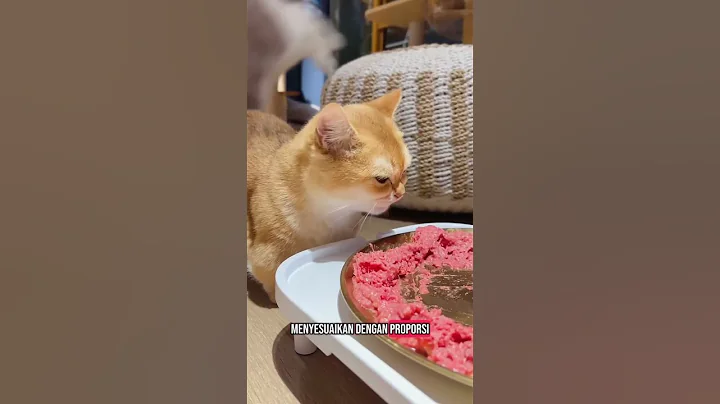 Video 10262191: munchkin britishshorthair cat, munchkin cat kucing, britishshorthair cat funnycats