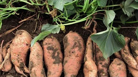 Dove si coltivano le patate dolci?