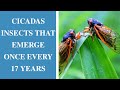 Cicadas insects that emerge once every 17 years  newstamilonline