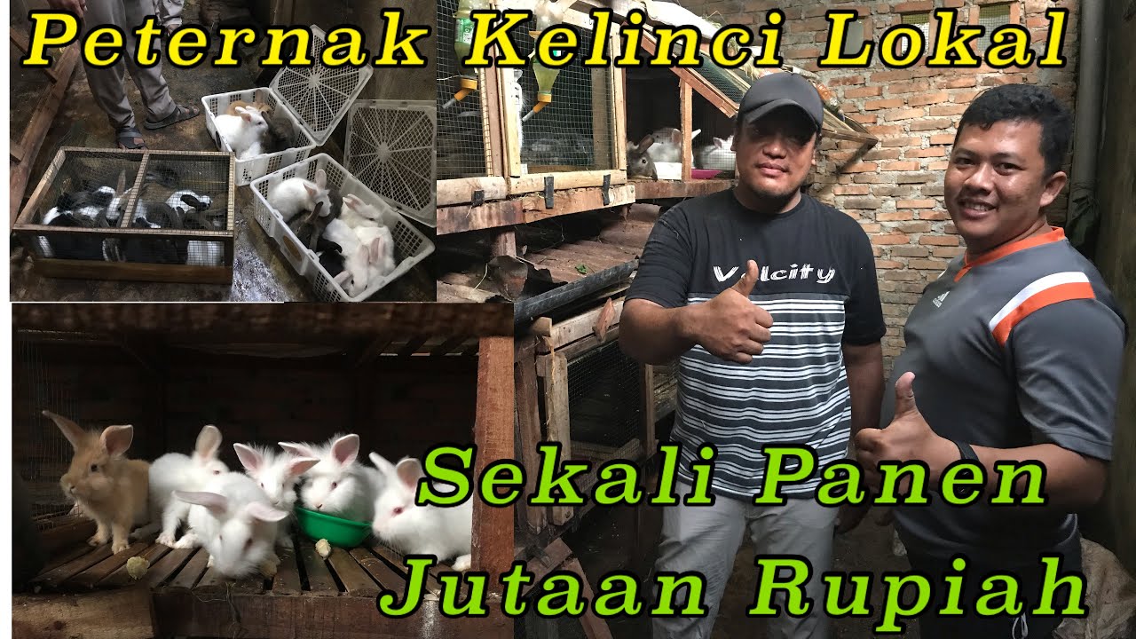 Luar Biasa!! Peternak Kelinci Sukses || Sekali Panen Jutaan Rupiah || Mitra Kandang Kelinci Medan