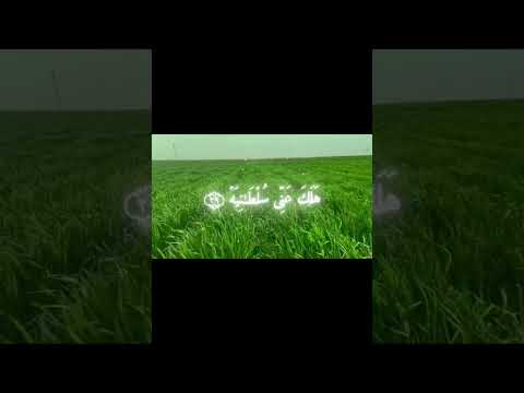 يا ليتها كانت القاضيه ما اغنى عني ماليه