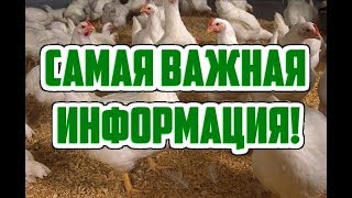 видео Выращивание бройлеров в домашних условиях как бизнес