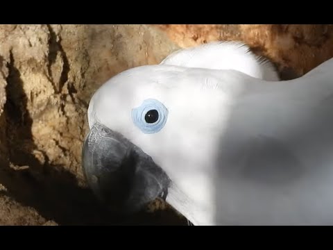 Blue-eyed Cockatoo digs a hole in the ground 