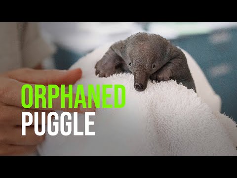 Orphaned Puggle Hand-raised At Taronga Wildlife Hospital