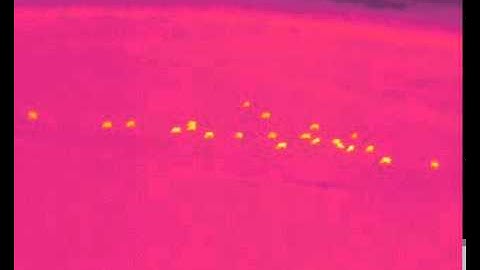 ThermalCapture - cows