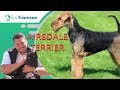 Airedale terrier