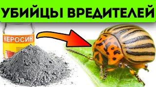 Все вредители уползут к соседу в огород после этих средств без химии