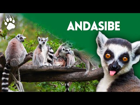 Vidéo: Animaux de Madagascar : faune unique de l'île