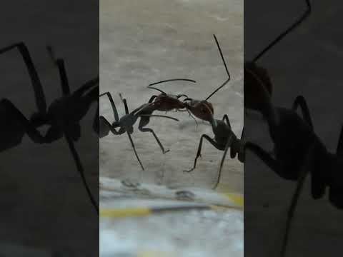 Video: Wo haben Ameisen Fühler?