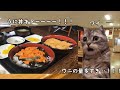人生で一番美味いウニ丼を北海道の余市で食べた話 #猫ミーム #猫マニ