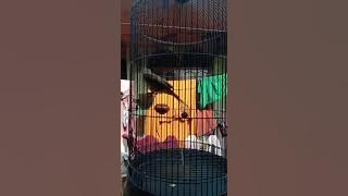 suara trucuk ngedumel