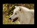 The White Wolf