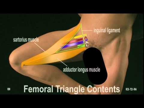 Surface Anatomy -  Anterior Thigh (2D)