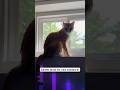 Gareth’s new window! #cat #catvideo #catshorts #cuteanimals #orangecat #kitty #cats #happy #catlife