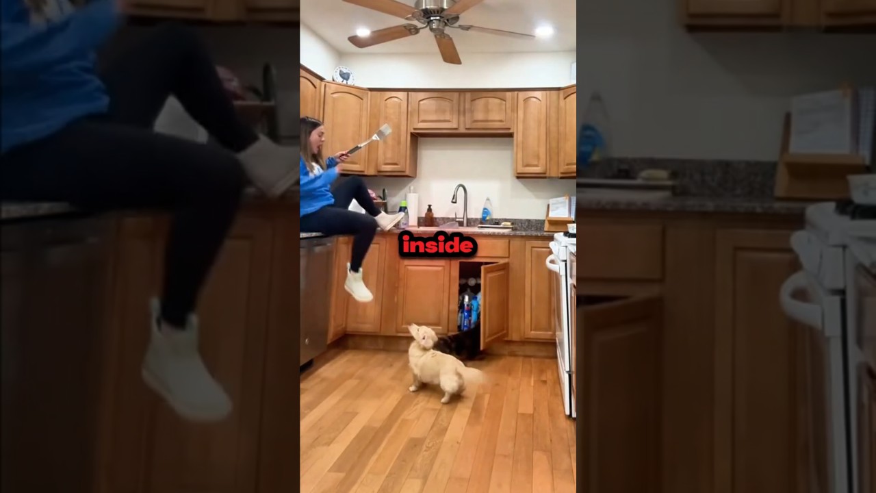 Her Dogs Wouldn't Stop Until She Opened It!