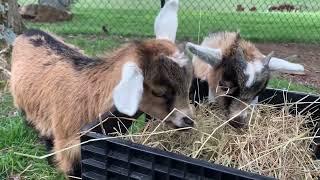 Tiny Goats doing tiny goat stuff