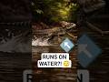 This Lizard Runs on Water?! 😳🦎 (Real Science Explained)