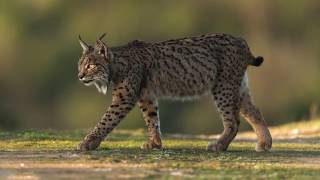 Wildpix WILD IBERIAN LYNX