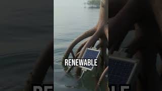 Discover the power of mangroves! #TechInnovation #EcoRevolution