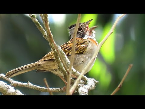 Canto Do Tico Tico Jesus Meu Deus Um Dos Passaros Mais Conhecidos Do Brasil Bem Te Vi E Seu Canto Youtube