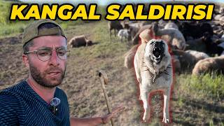 I TRIED A JOB PAYING 700,000 TL: A Kangal Attacked, I Fell Off a Horse, and a Bear Raided the Herd!