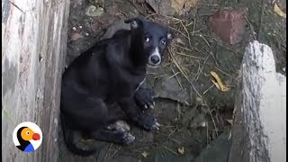 Scared Puppy Rescued from Well Runs Straight to His Family | The Dodo