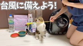 【猫】台風に備えるママと猫【スコティッシュフォールド】