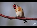 CD ΜΕ ΦΩΝΑΓΜΑΤΑ  ΓΙΑ ΠΙΑΣΙΜΟ ΠΟΥΛΙΩΝ (CARDUELIS CARDUELIS)