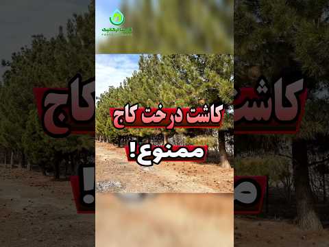 کاشت درخت کاج ممنوع