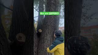 Осинка?!😮#деревья #природабеларуси #минск #природоведение #биология #ботаник #загадкиприроды