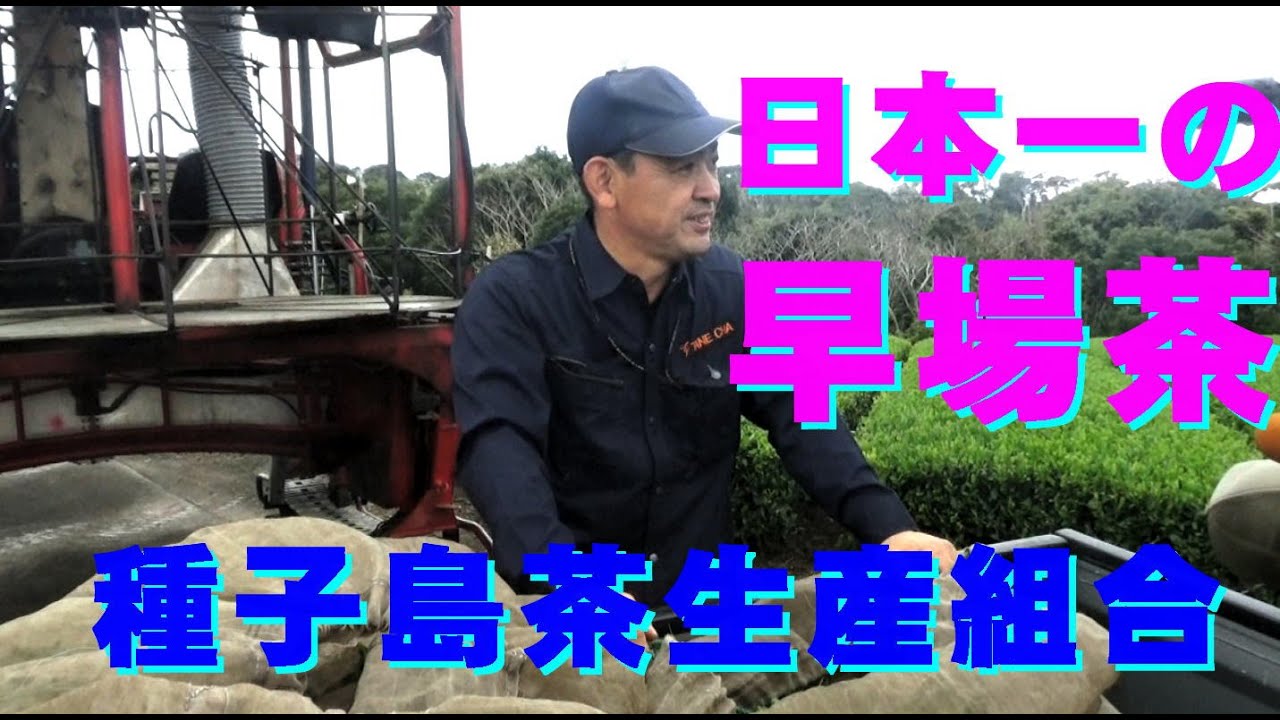 日本一の早場茶収穫・種子島茶生産組合・中村さんインタビューあり