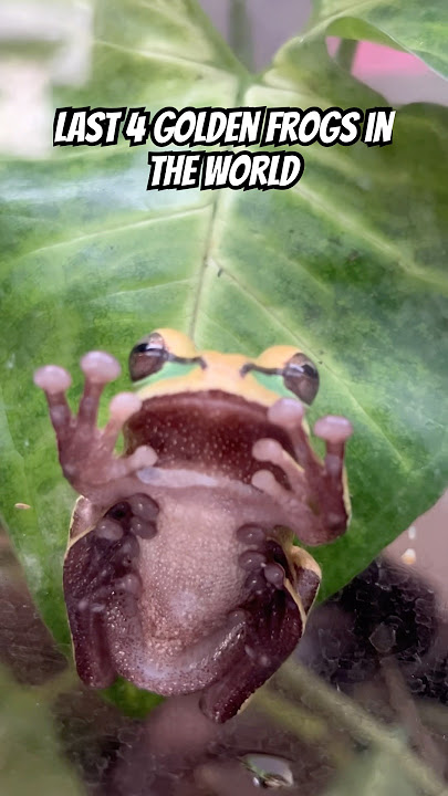 Critically endangered species, last 4 golden Frogs in the world #panama #shortsviral #frog #shorts