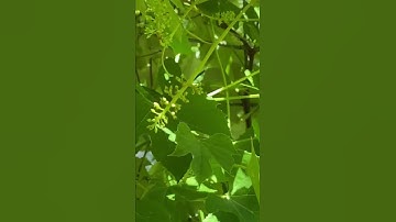 HOW THE GRAPE VINES ARE LOOKING  🍇