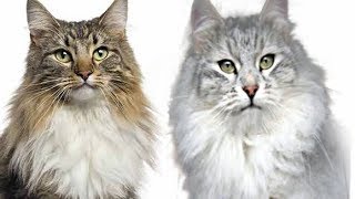 Maine Coon vs Siberian Cat - Difference Explained by The Cat Spot 519,654 views 7 years ago 2 minutes, 10 seconds