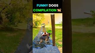 Dogs fails🐕#shorts