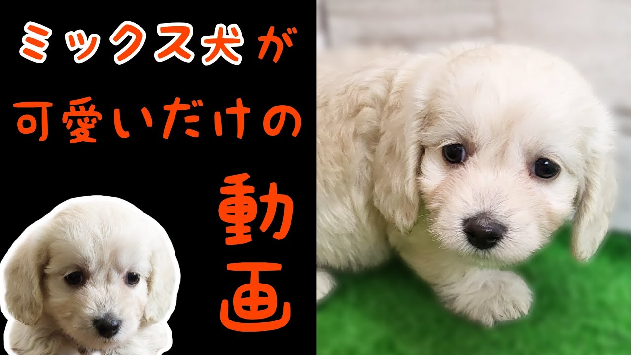 ミックス犬(ビションフリーゼ×ダックスフンド)ビショックス・子犬 