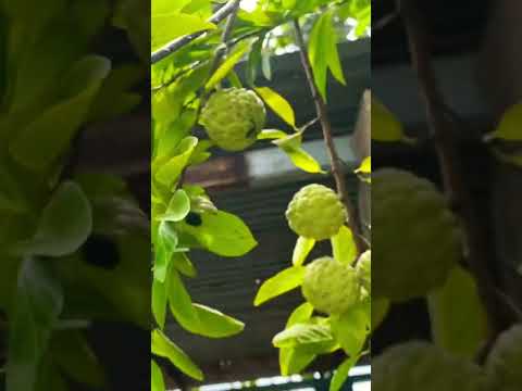 Video Mãng Cầu Rừng#shorts - youtube