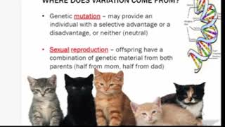 Advantage vs Disadvantage Selection... Adapted from a lesson on Evolution in Biology!