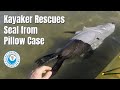 Kayaker rescues Seal from PILLOW CASE
