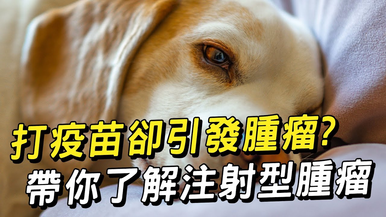 【毛孩鮮食這樣做】薑黃優格雞 │愛寶寵新知 AIPAWs X 保健知識家