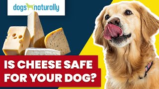 Is Cheese Safe For Your Dog?