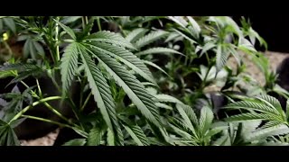Marijuana drive-thru dispensaries