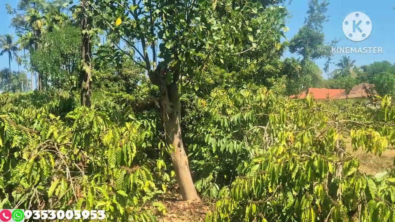 (#093) 10 acre well maintained robusta coffee estate near statehighway 🌱