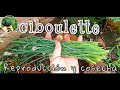 CEBOLLIN O CIBOULETTE Cosecha y reproducción !!!