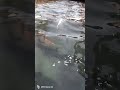 ye ek chamtkari khuva hai or es ke ander chamtkari machliya bhi hai #yt #viralvideo #fish #fishboat