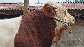 SAPI SIMENTAL ASLI SUPER MALBORO WONOSOBO | GENETIK NYA DEKAT ❓ NYARIS SEMPURNA