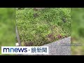 鼠患與漢他病毒問題