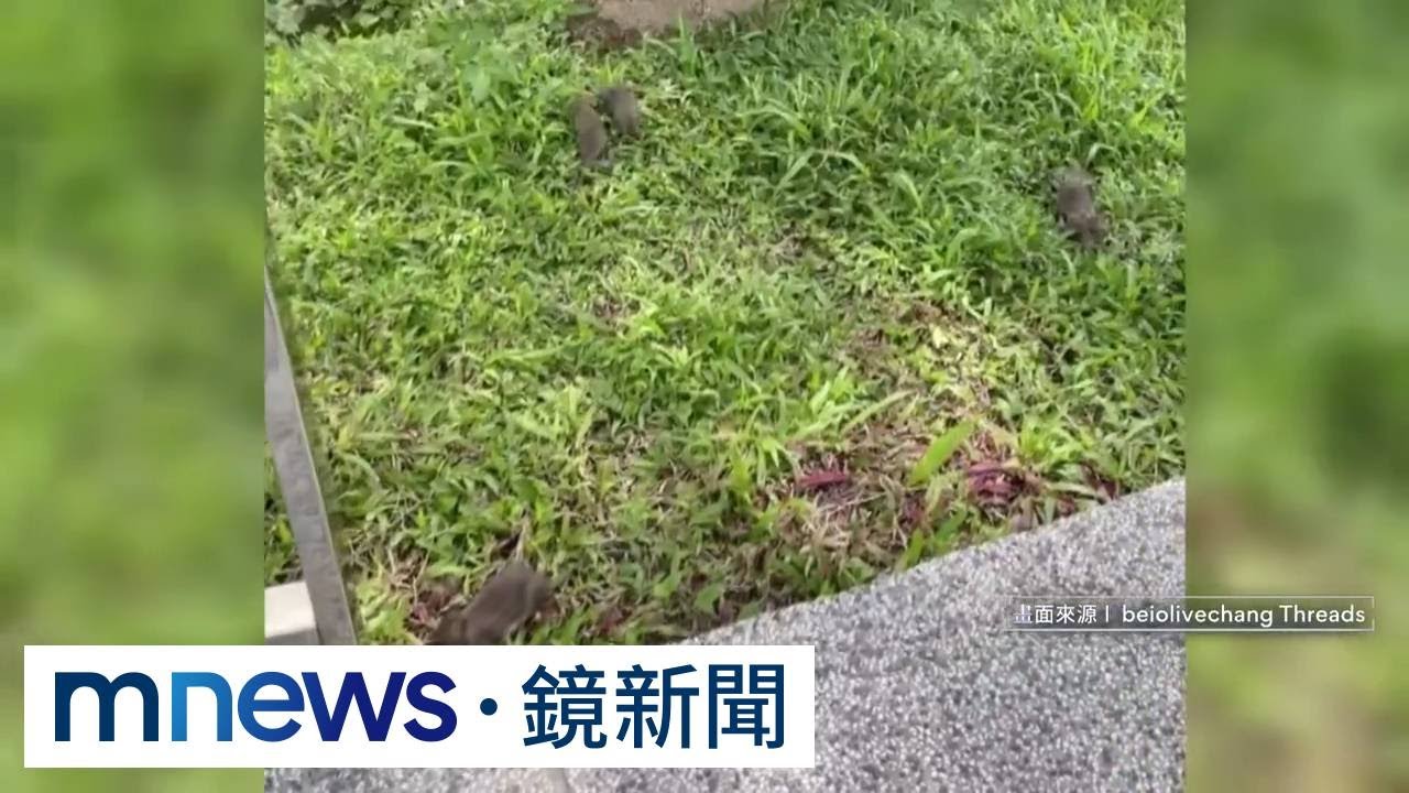 「鼠患未解」又爆漢他病毒！　衛長籲「比照登革熱建專案小組」｜#鏡新聞