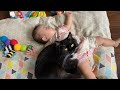 赤ちゃんの触り方に指導が始まった猫　ノルウェージャンフォレストキャットA cat teaching a baby how to touch it. Norwegian Forest Cat.