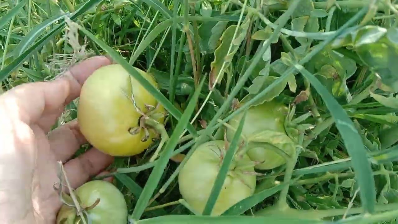 Moi Cả Nhà Ra Đồng Với Phượng Nha 💐💐💐💐💐💐